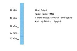 MRPL50 Rabbit anti-Human, Polyclonal, Novus Biologicals 0.1ml; Unconjugated:Antibodies,
